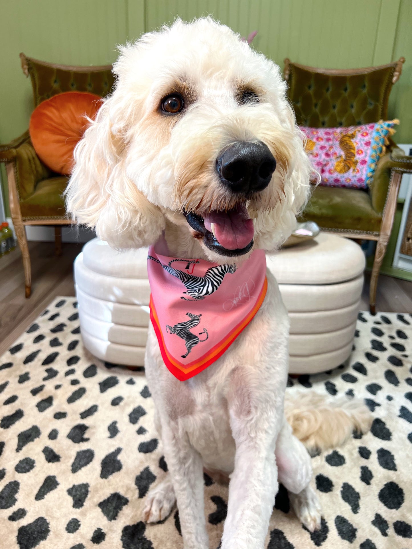 Rain or Stripe Pet Scarf